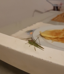 Conocephalus longipes