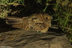 Nyctiphrynus mcleodii