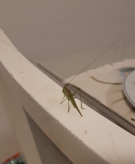 Conocephalus longipes