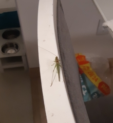 Conocephalus longipes