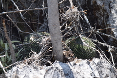Mammillaria orcuttii