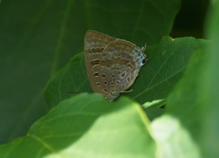 Arhopala eupolis