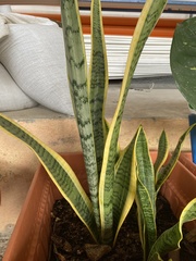 Sansevieria