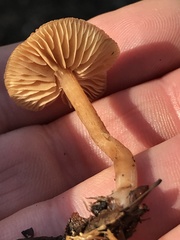 Tubaria furfuracea
