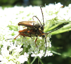 Typocerus acuticauda