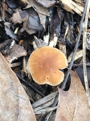 Tubaria furfuracea