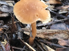 Tubaria furfuracea