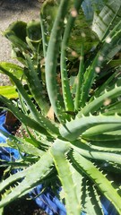 Aloe acutissima