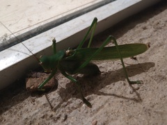 Megatympanon speculatum