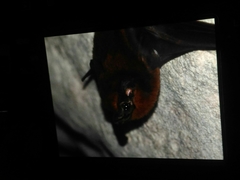 Peropteryx