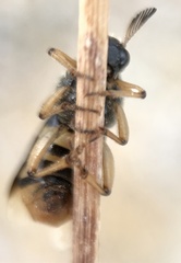 Ripiphorus rex