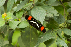 Heliconius besckei