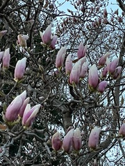 Magnolia × soulangeana