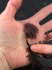 Callithamnion acutum