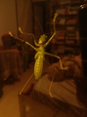 Megatympanon speculatum
