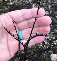 Lithospermum decipiens