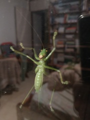 Megatympanon speculatum
