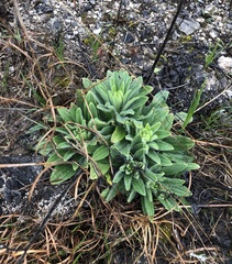 Lithospermum decipiens