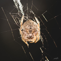 Caerostris sexcuspidata