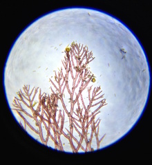 Callithamnion acutum