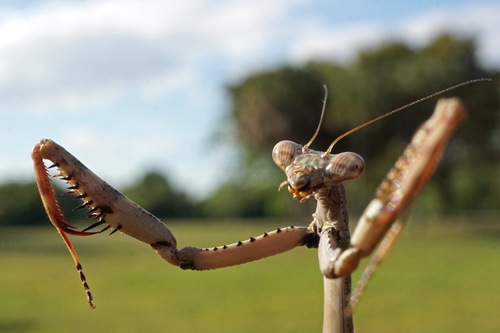 Carolina mantis