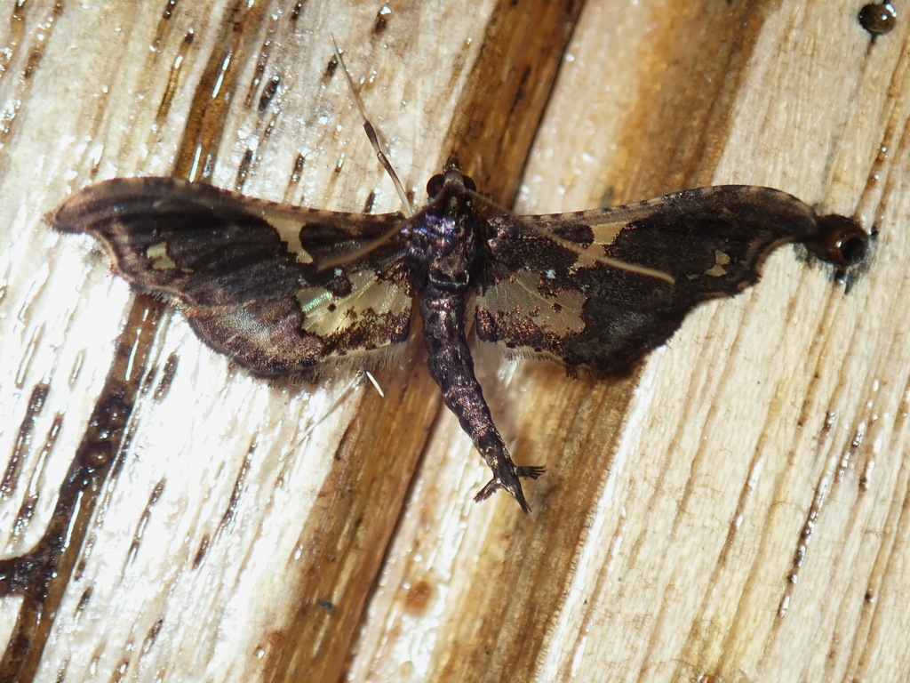 Nehydriris