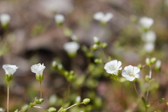 Mononeuria uniflora