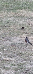 Turdus migratorius
