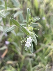Buglossoides arvensis