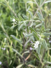 Buglossoides arvensis