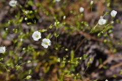 Mononeuria uniflora