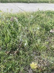 Buglossoides arvensis