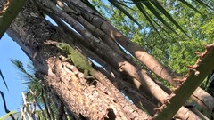 Iguanidae
