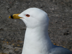 Larus delawarensis