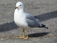 Larus delawarensis