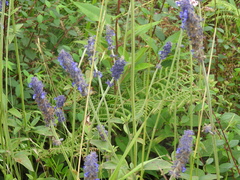 Salvia stachyoides