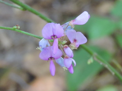 Desmodium rotundifolium