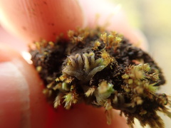 Riccia beyrichiana