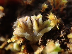 Riccia beyrichiana