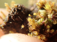 Gemmabryum