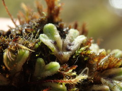 Riccia beyrichiana