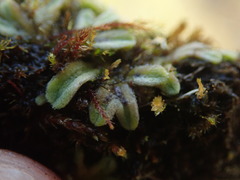 Riccia beyrichiana