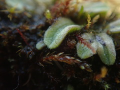 Riccia beyrichiana