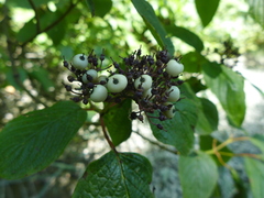 Cornus sericea occidentalis