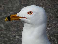 Larus delawarensis