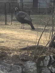Meleagris gallopavo