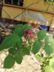 Rubus