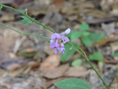 Desmodium rotundifolium