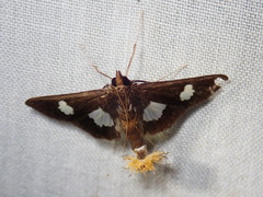 Diaphania exclusalis