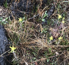 Castilleja kraliana